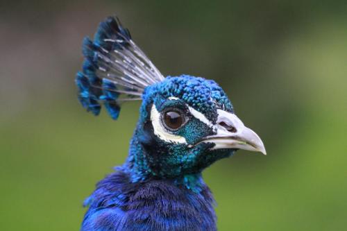 Peacock